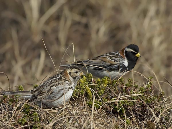 Lapinsirkku, Lapland Longspur, Calcarius lapponicus